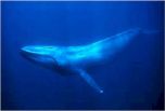 Синий кит – гигантский полосатик 
