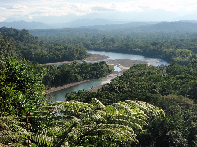 Дощові ліси Амазонії, басейн річки Амазонки, Бразилія