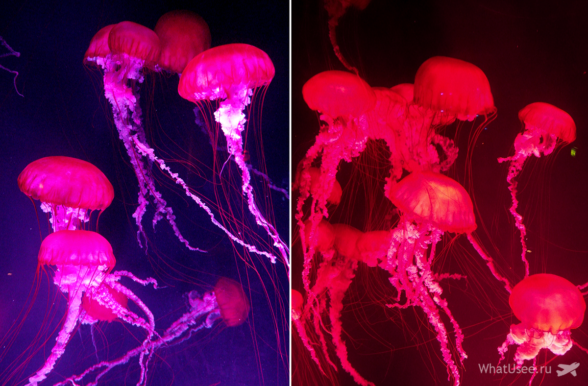 Підсвічені червоним медузи