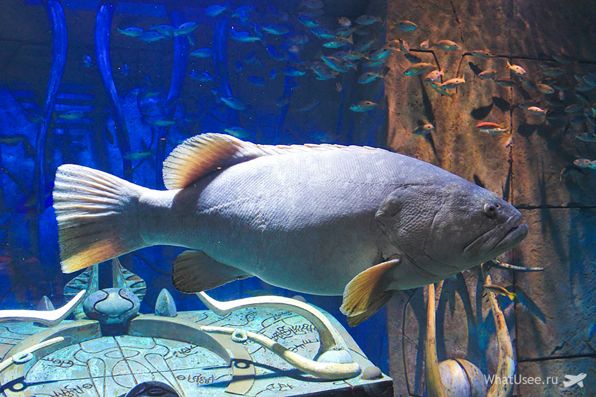 Епічно гігантські рибини ліниво погойдуються в глибині акваріума