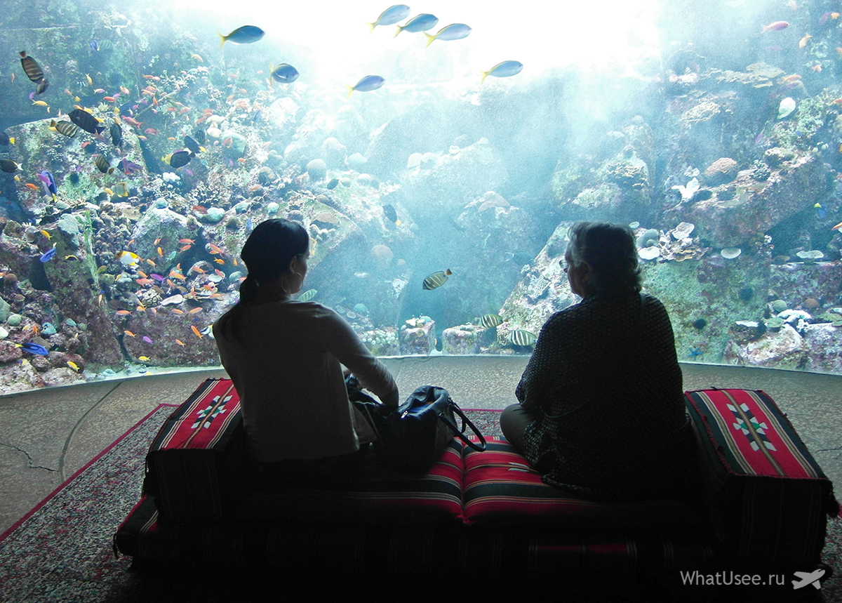 Чесно кажучи, океанаріум Lost Chambers у аквапарку Aquaventure Waterpark сподобався нам обом набагато більше океанаріуму в Дубай Молле
