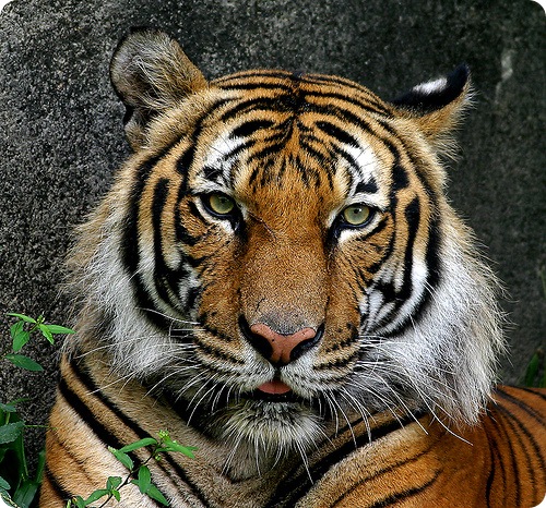 Індокитайський тигр або тигр Корбета