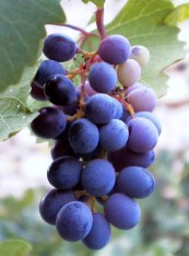 Зараз винороби активно освоюють інші сорти винограду, тому загальний обсяг виробництва Мавро поступово знижується