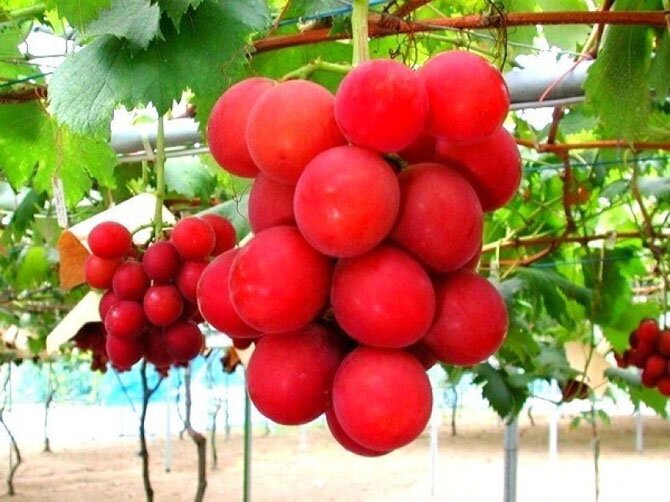 Римський рубіновий (Ruby Roman) виноград - $ 4000 за гроно