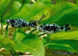 Моллінезія (Mollienesia) - рід риб сімейства живонароджених коропозубоподібні, пецилиевих (Poecilia)