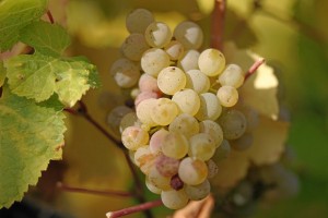 Зазвичай наливки з винограду в домашніх умовах готують з тих же сортів ягід, що і вино