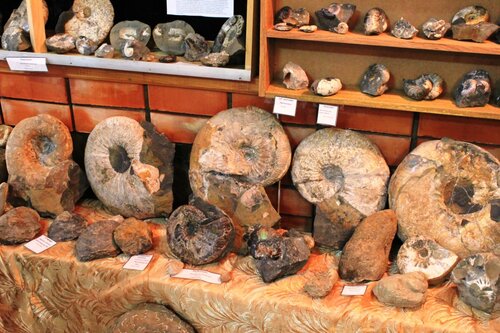 Ці експонати у всьому різноманітті форм і розмірів, включаючи скелет невеликого кита можна побачити в палеонтологічному музеї