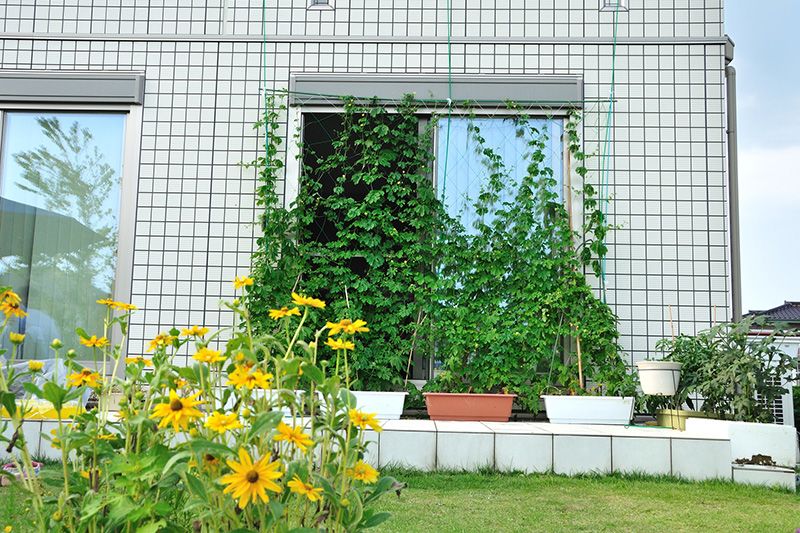 «Жива завіса» - зелень на вікні захищає від попадання прямих сонячних променів в кімнату