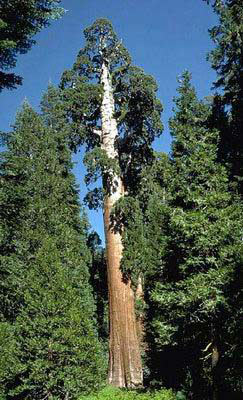 Секвойядендрон - одне з найвищих дерев світу