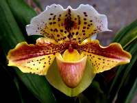 Як тільки люди побачили незабутнє пишність цього квіткової рослини, вони в буквальному сенсі почали на полювання на орхідеї