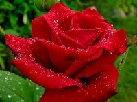Вважається, що в Індію троянда потрапила завдяки правителю Бабуру, який заклав основи великої імперії Моголів