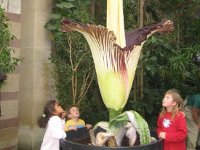 Якщо Раффлезія є найширшим квіткою на планеті, то найвищим вважається Аморфофаллус Титаниум, який досягає трьох метрів у висоту
