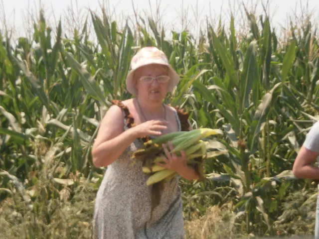 Тирім кукурудзу з поля