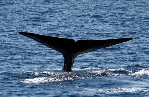 Відродження популяції синіх китів біля берегів Америки є першим прикладом того, що заходи з охорони тварин дійсно працюють, говорять автори статей, опублікованих в журналах PLoS One і Marine Mammal Science