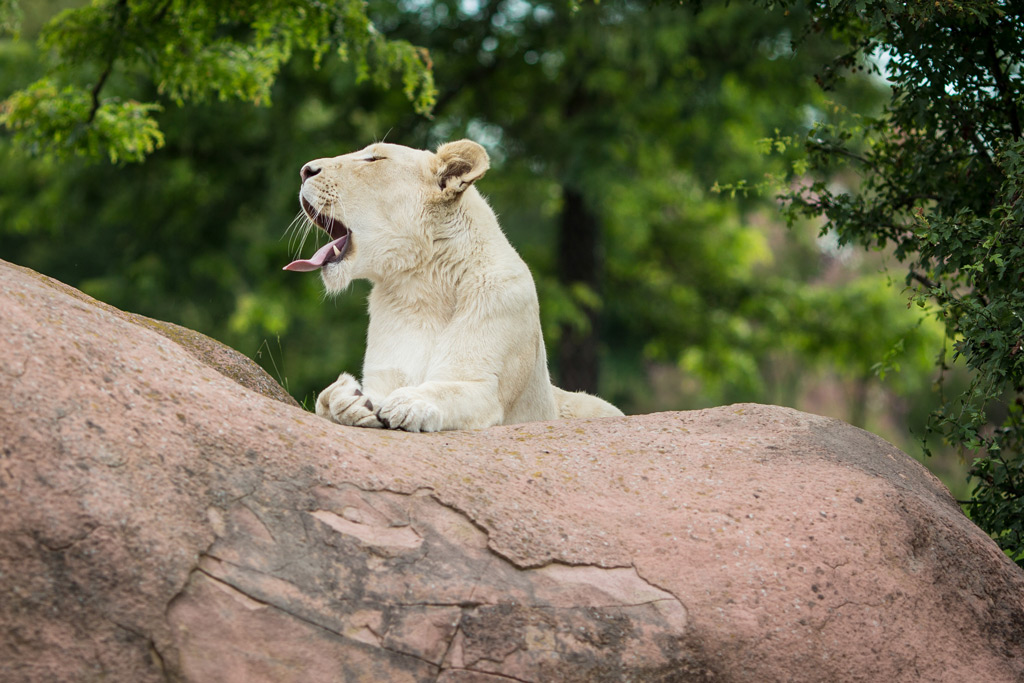 Всього близько 5000 особин, які в тутешніх привільних умовах охоче плодяться і розмножуються: в 2015 в Toronto Zoo з'явилися на світ перша пара дитинчат великої панди, четвірка рідкісних білих левенят і полярне ведмежа на прізвисько Джуно