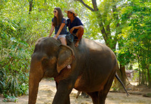У 1973 році на території Паттайї була організована незвичайна село для диких слонів