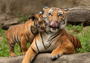 Всього в 35 км від Паттайї обладнаний найбільший тигровий зоопарк держави, який, незважаючи на назву, може похвалитися великою кількістю примірників інших рідкісних тварин, серед яких чимало занесених в червону книгу