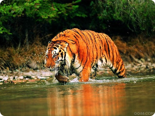 Китайський тигр