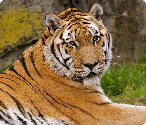суматранський тигр