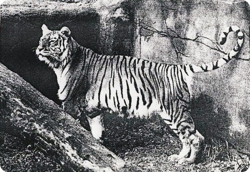 Каспійський або туранский тигр