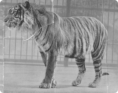 яванський тигр