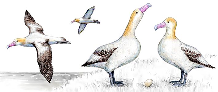 Колись альбатроси успішно розмножувалися на архіпелазі Огасавара, острові Торісіма і островах Сенкаку, проте заради видобутку пір'я і пуху було забито 5 мільйонів птахів