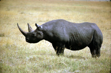 17 листопада 2011, 6:02 Переглядів:   Чорний носоріг вже зник з лиця землі, фото endangered41
