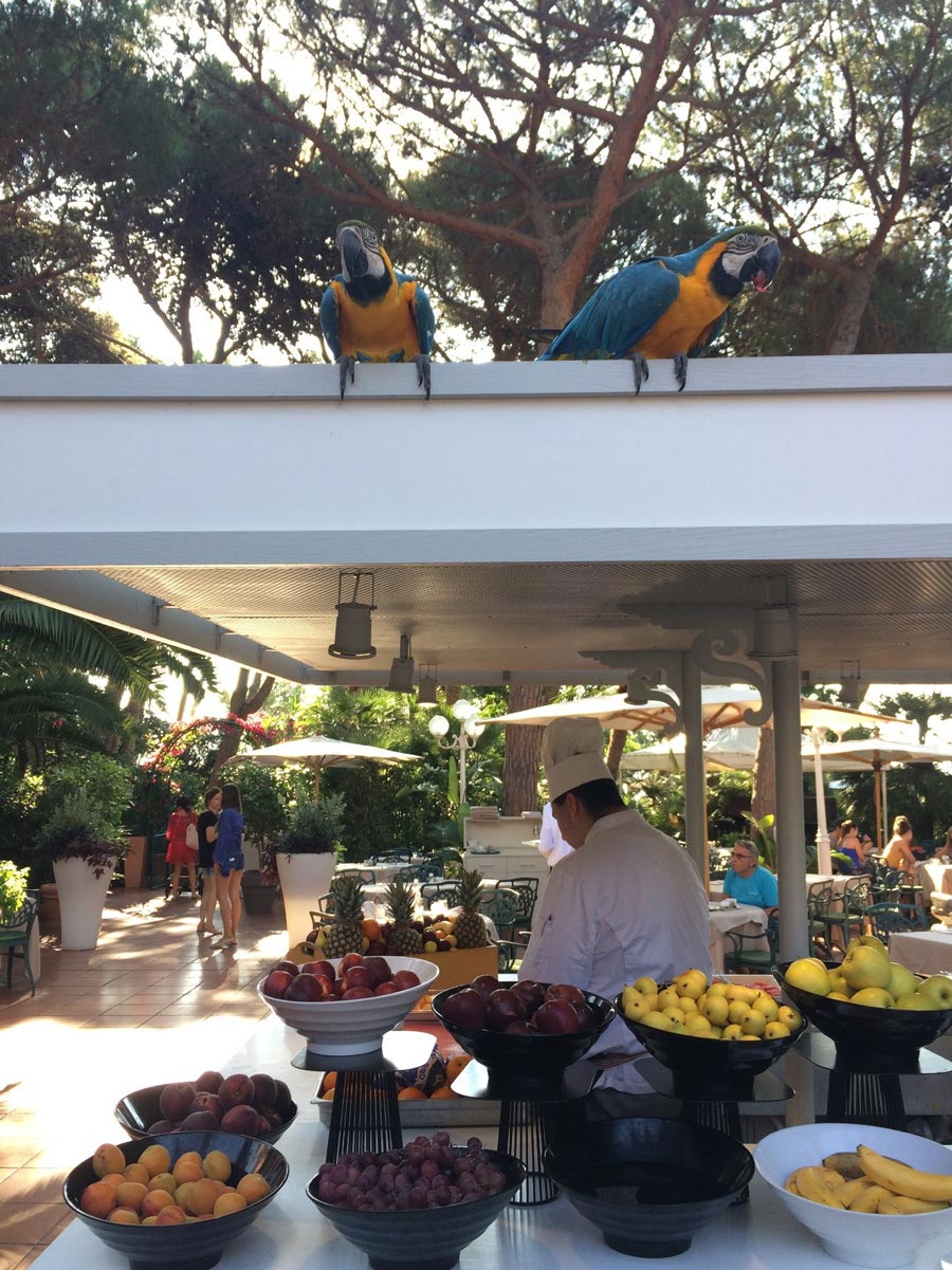 Штатні працівники готелю і зірки рекламного ролика Forte Villge - два розкішних папуги - зустрічають гостей на сніданок